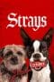 Nonton film Strays (2023) terbaru di Dutamovie21