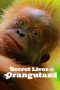 Nonton film Secret Lives of Orangutans (2024) terbaru di Dutamovie21